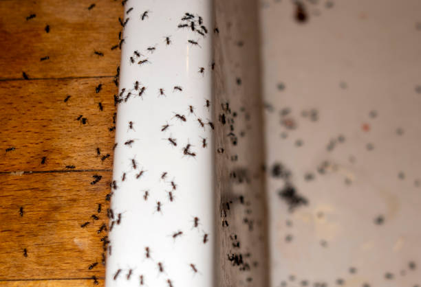 Best Bed Bug Extermination  in Plymouth, OH