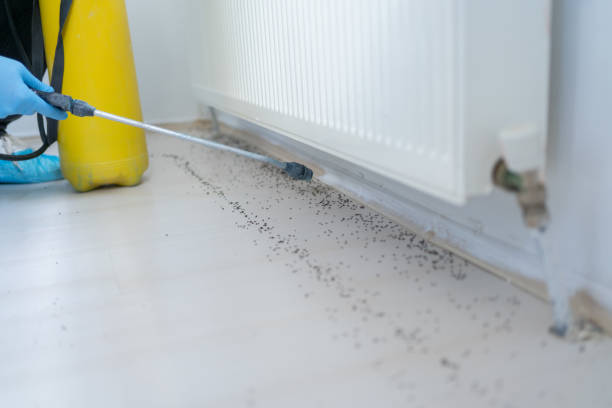 Best Flea Control Services  in Plymouth, OH
